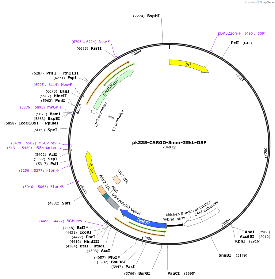 227490-plasmid-map-sequence-id-452294