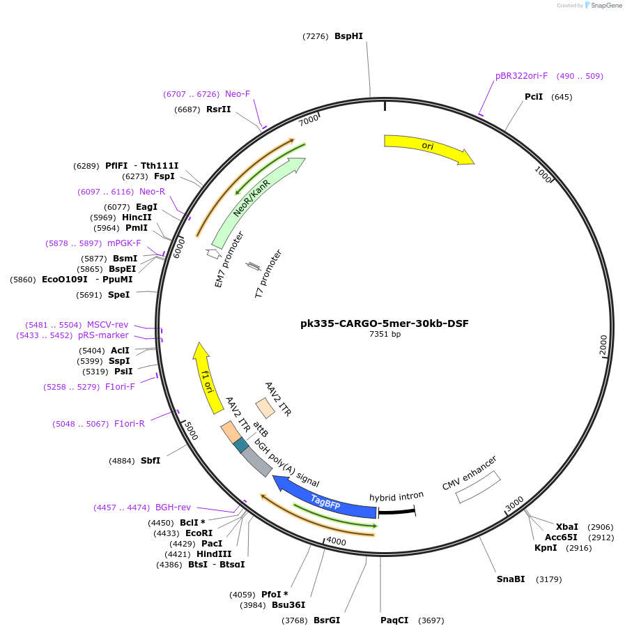 227484-plasmid-map-sequence-id-452295