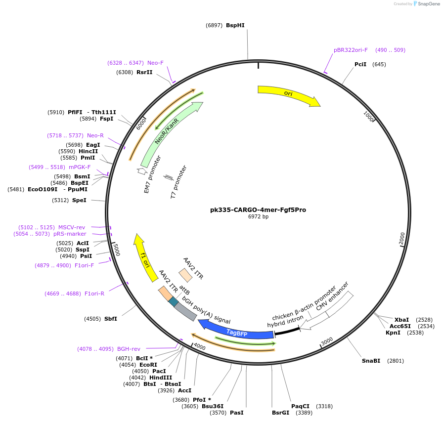 227481-plasmid-map-sequence-id-452298