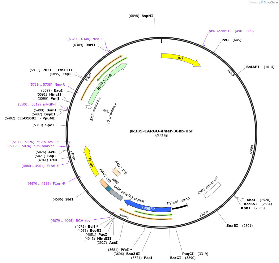 227463-plasmid-map-sequence-id-452302