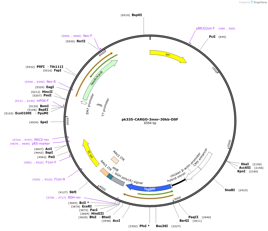 227486-plasmid-map-sequence-id-452306
