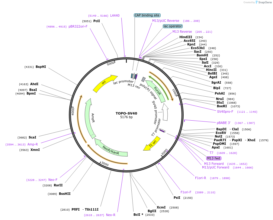 226453-plasmid-map-sequence-id-452307