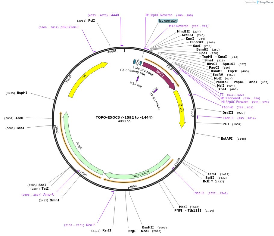 226445-plasmid-map-sequence-id-452309