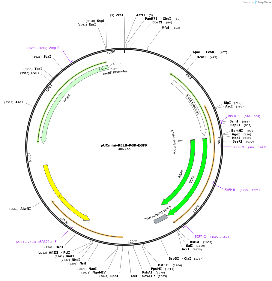 228052-plasmid-map-sequence-id-452311