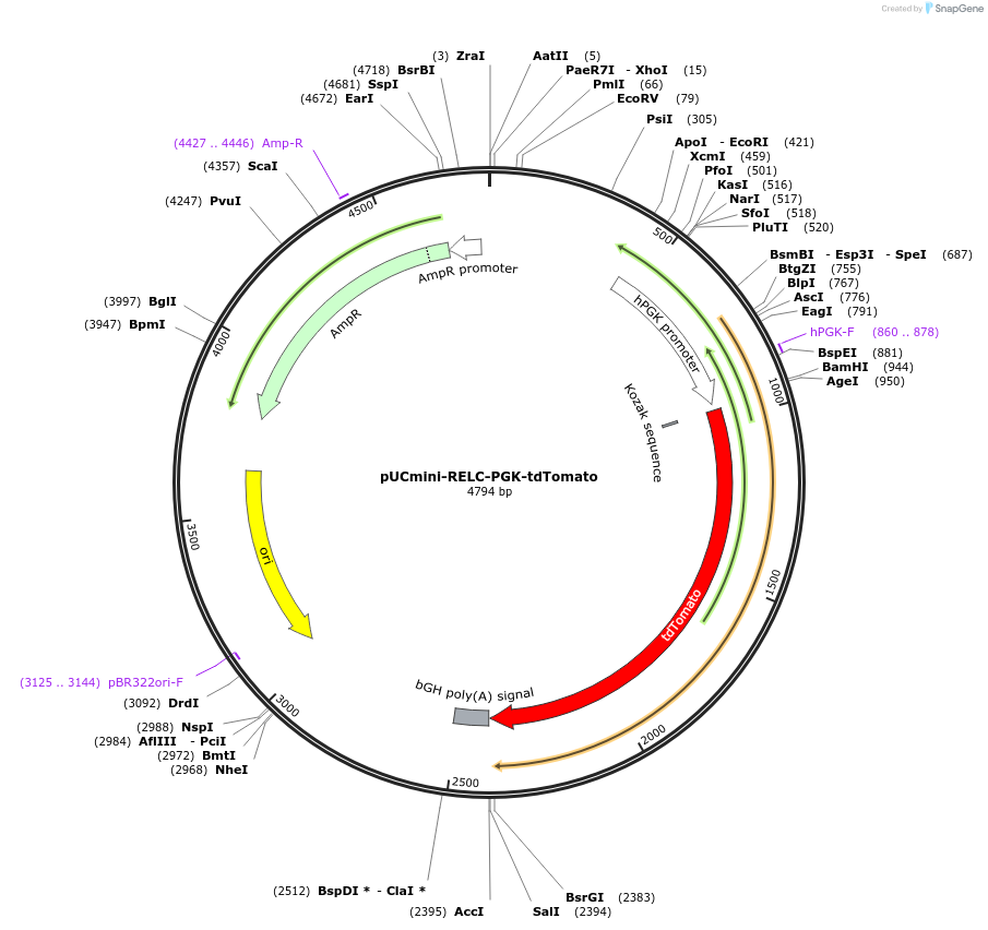 228056-plasmid-map-sequence-id-452314