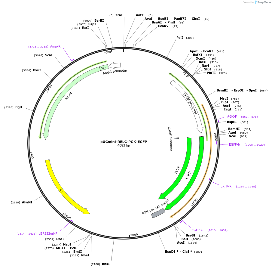 228053-plasmid-map-sequence-id-452318