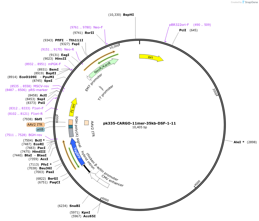 227489-plasmid-map-sequence-id-452321