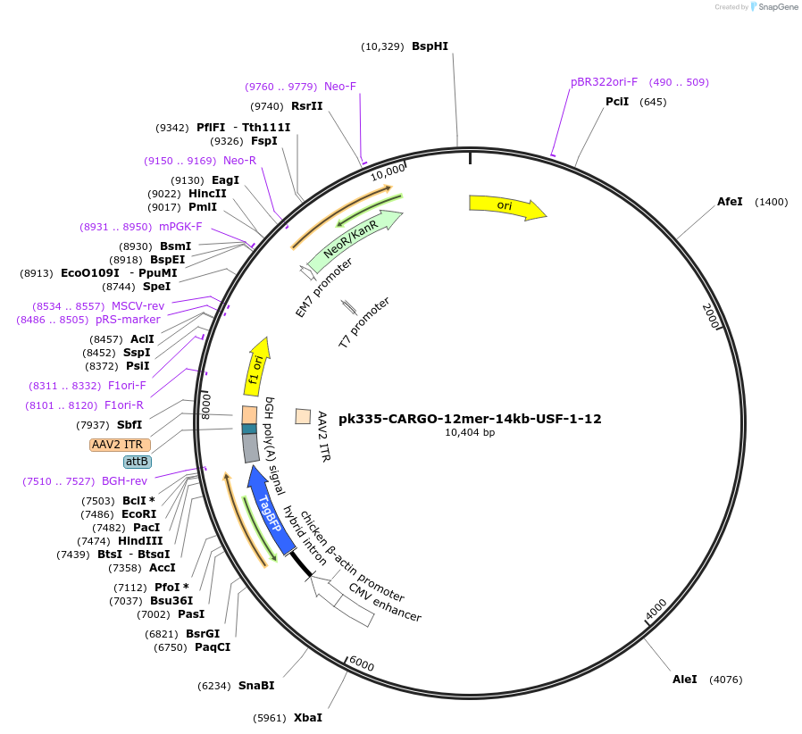 227472-plasmid-map-sequence-id-452325
