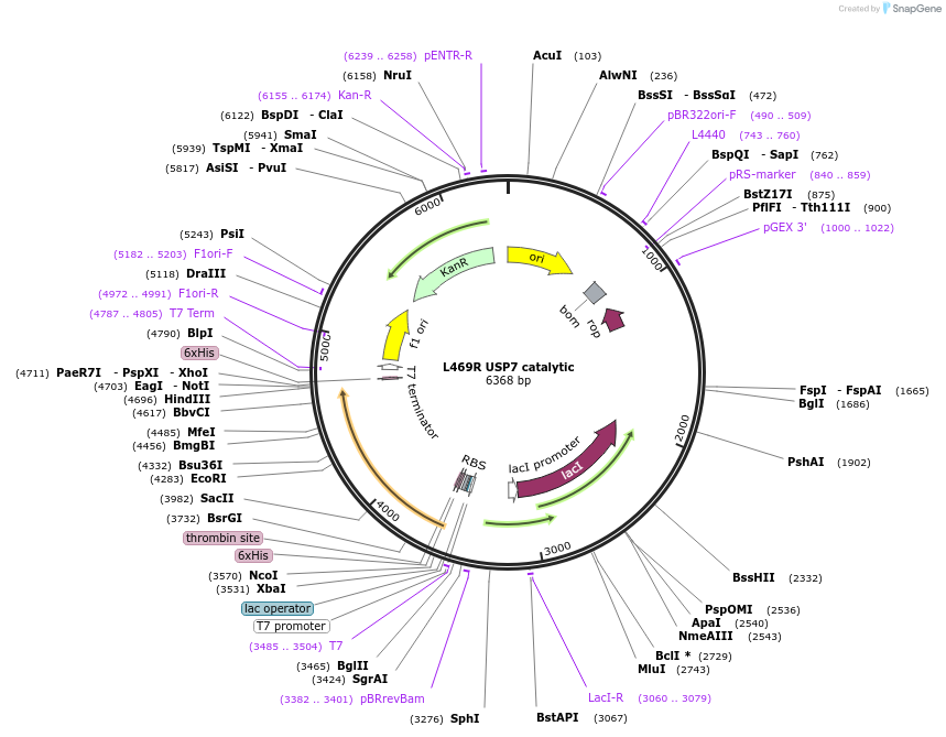 227212-plasmid-map-sequence-id-452328