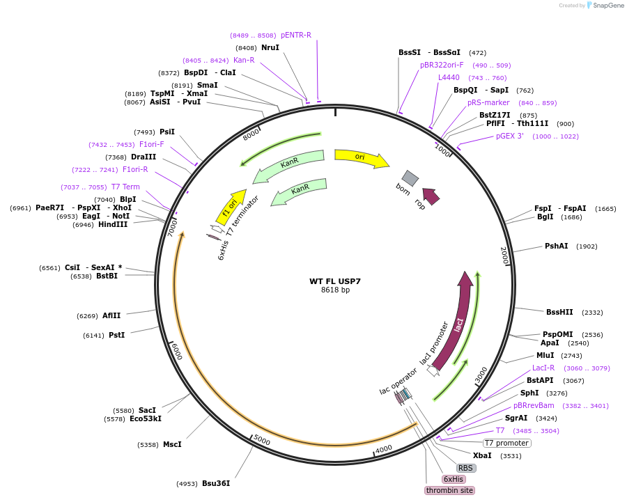 227214-plasmid-map-sequence-id-452331