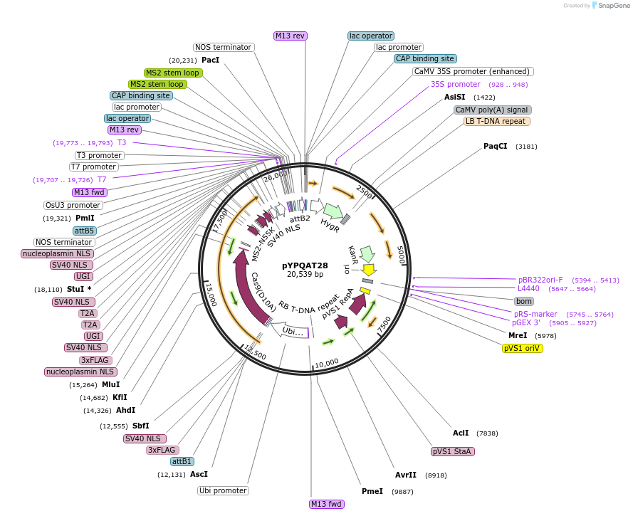 223400-plasmid-map-sequence-id-452334