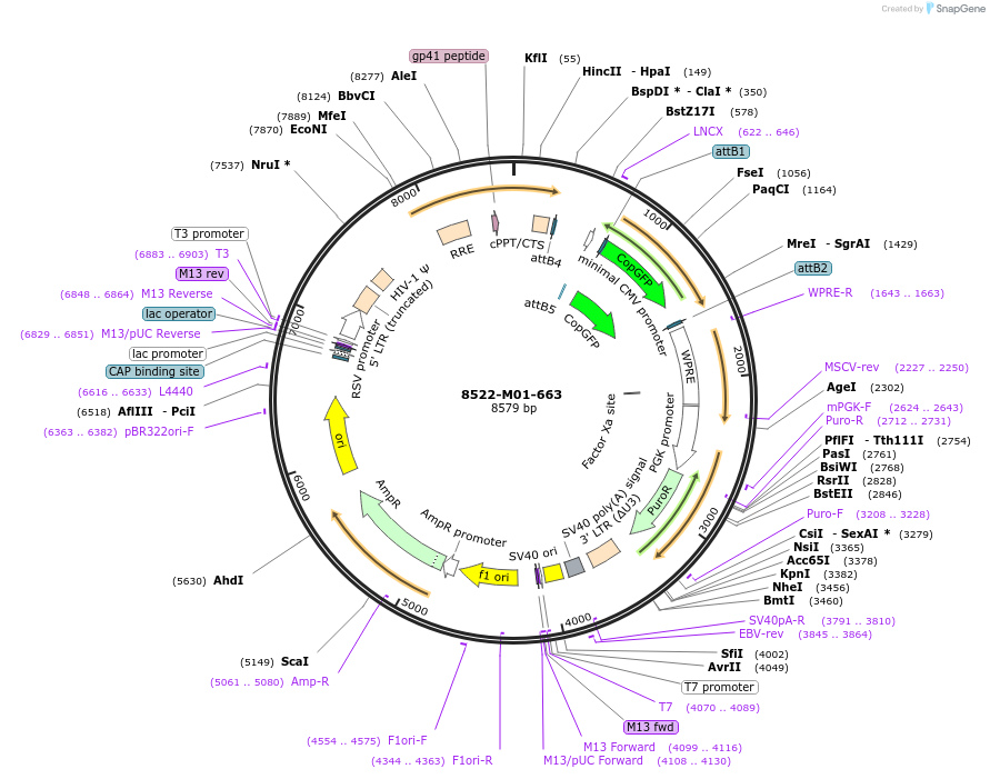 225660-plasmid-map-sequence-id-452339