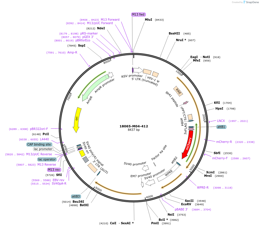 225667-plasmid-map-sequence-id-452344