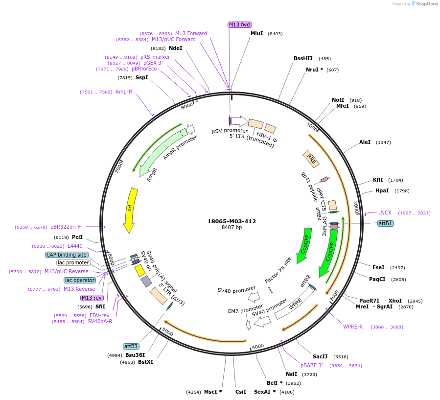 225666-plasmid-map-sequence-id-452345