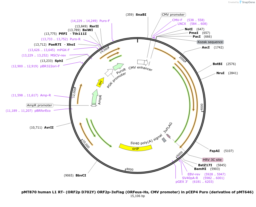 213027-plasmid-map-sequence-id-452358