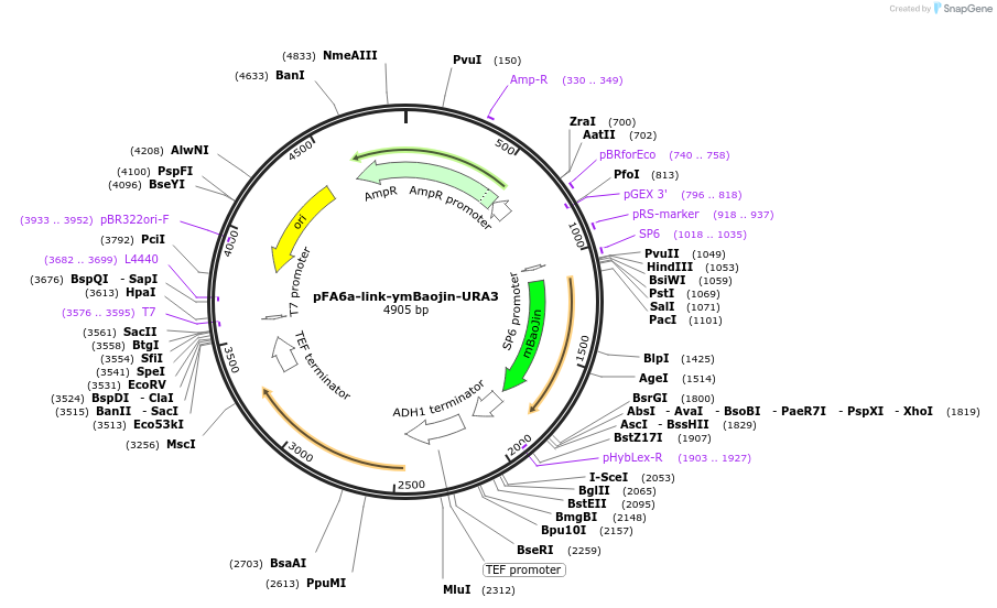 224081-plasmid-map-sequence-id-452373