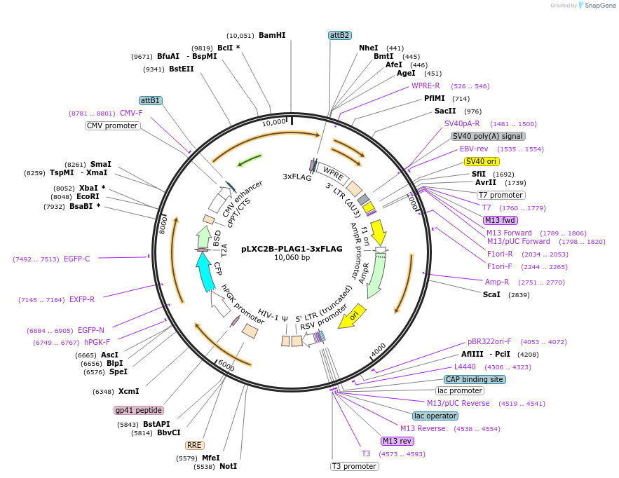 228057-plasmid-map-sequence-id-452389