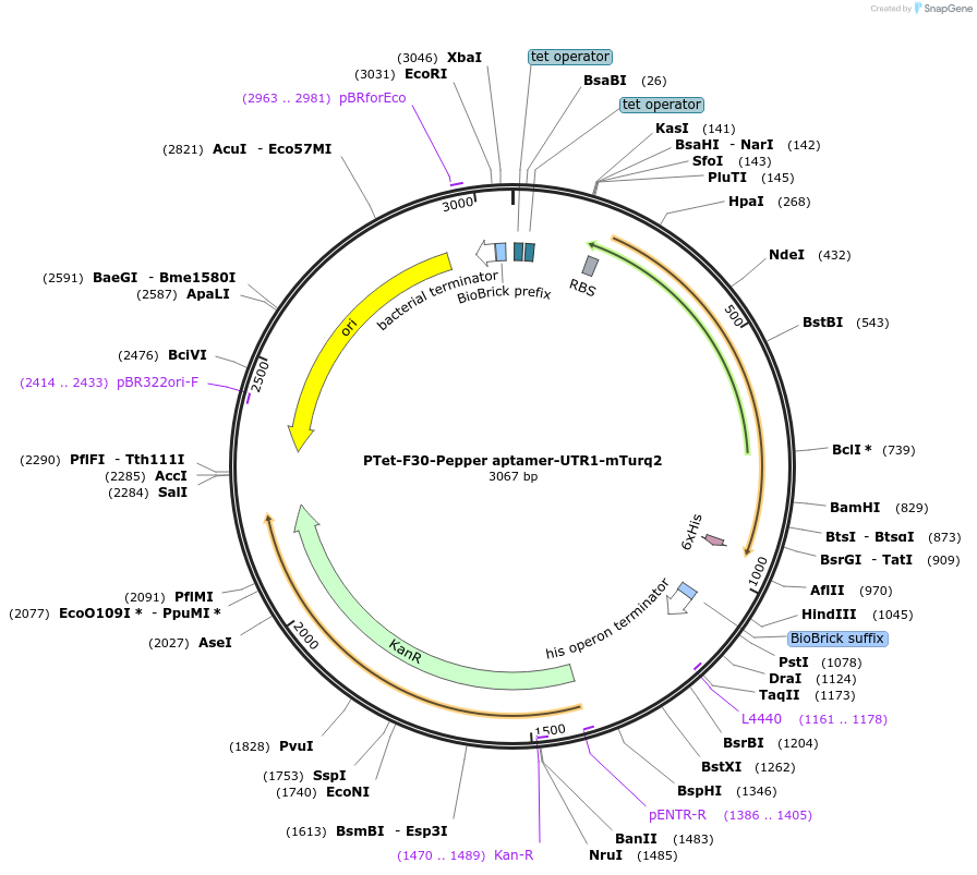 227645-plasmid-map-sequence-id-452394