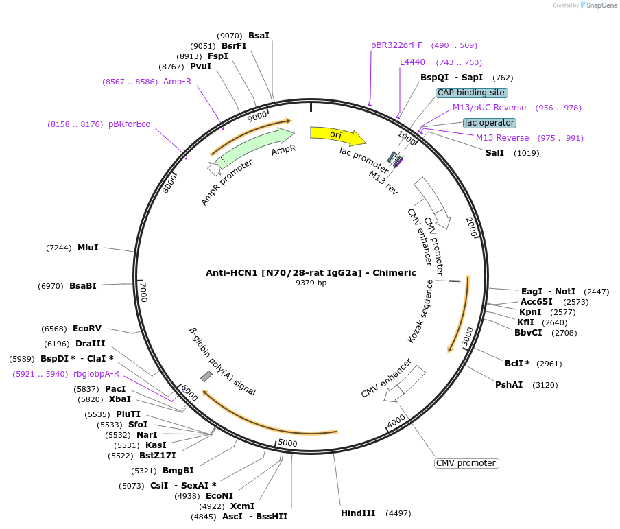 227050-plasmid-map-sequence-id-452401