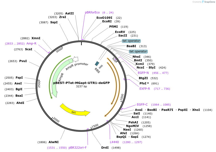 227647-plasmid-map-sequence-id-452402