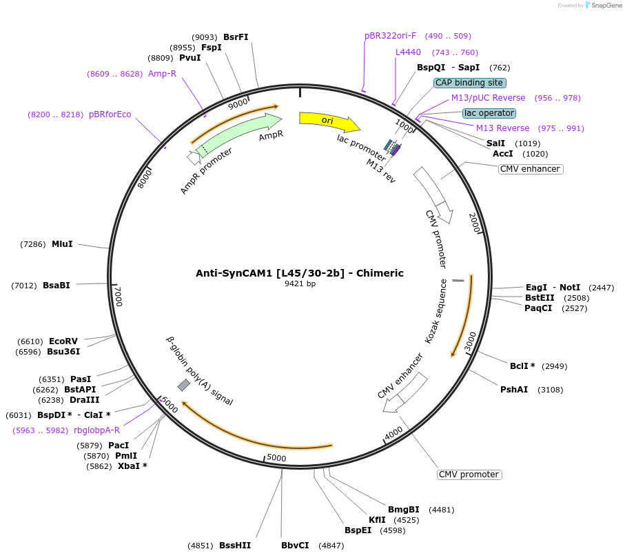 227033-plasmid-map-sequence-id-452403