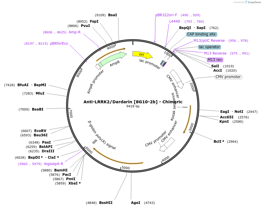227024-plasmid-map-sequence-id-452406