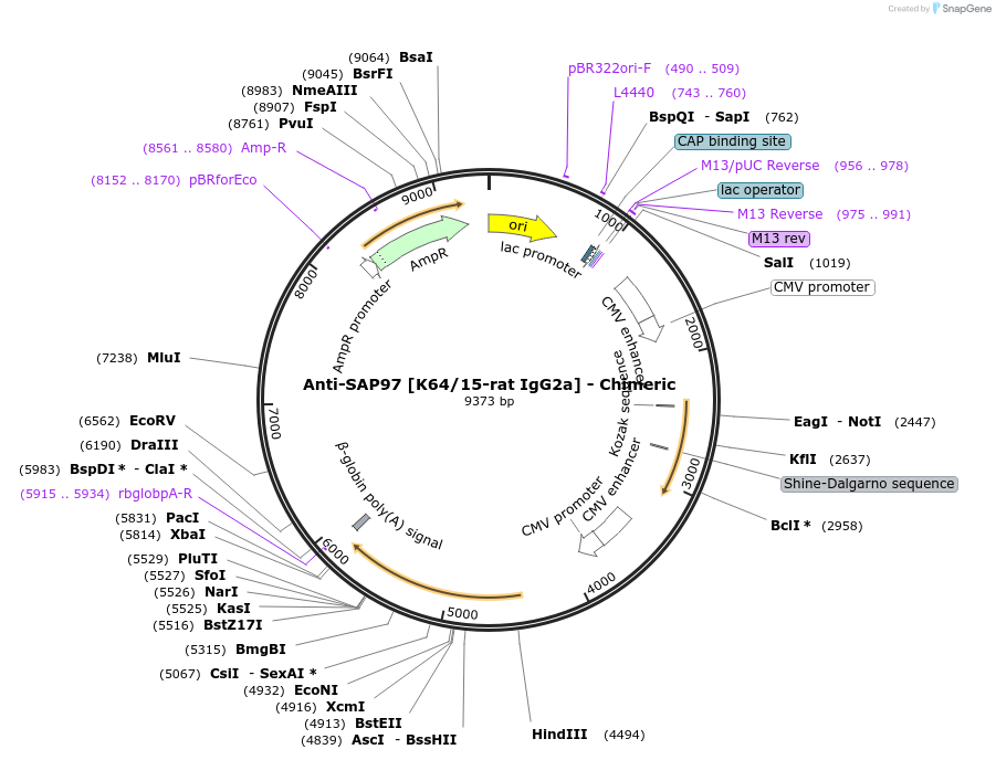 227077-plasmid-map-sequence-id-452407