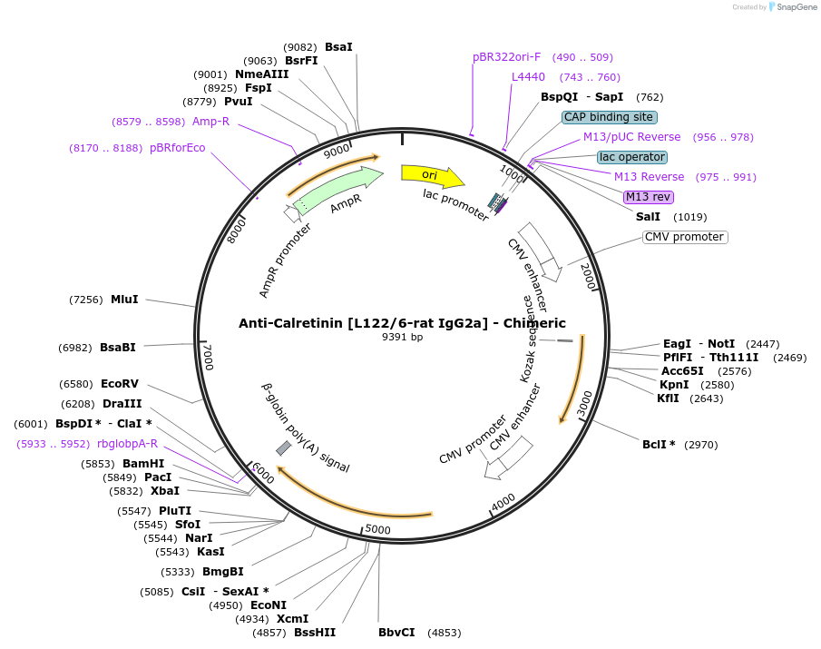 227043-plasmid-map-sequence-id-452416