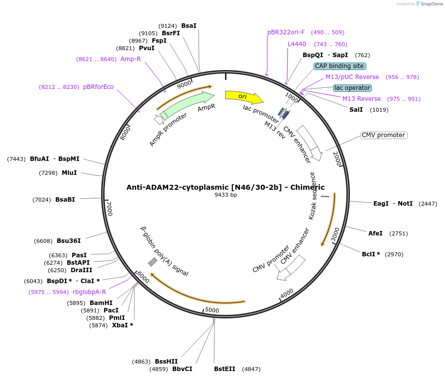 227027-plasmid-map-sequence-id-452417