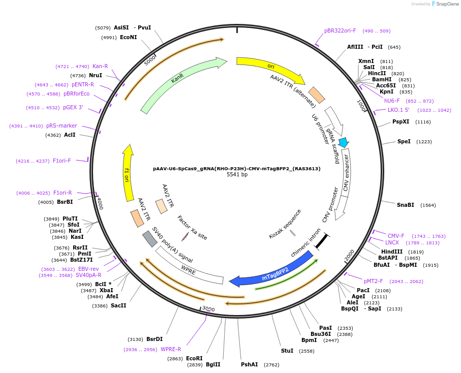 228252-plasmid-map-sequence-id-452436