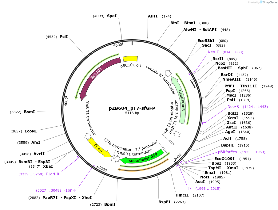 228510-plasmid-map-sequence-id-452443