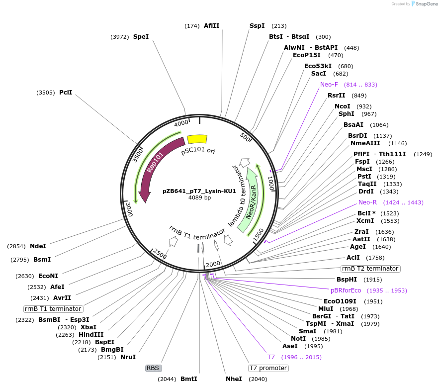 228511-plasmid-map-sequence-id-452445