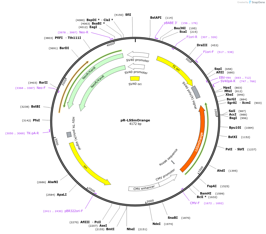 228600-plasmid-map-sequence-id-452450