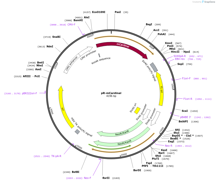 228611-plasmid-map-sequence-id-452454
