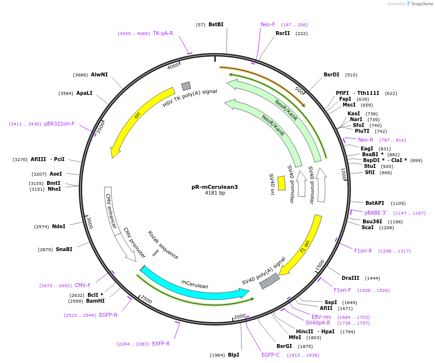 228599-plasmid-map-sequence-id-452455
