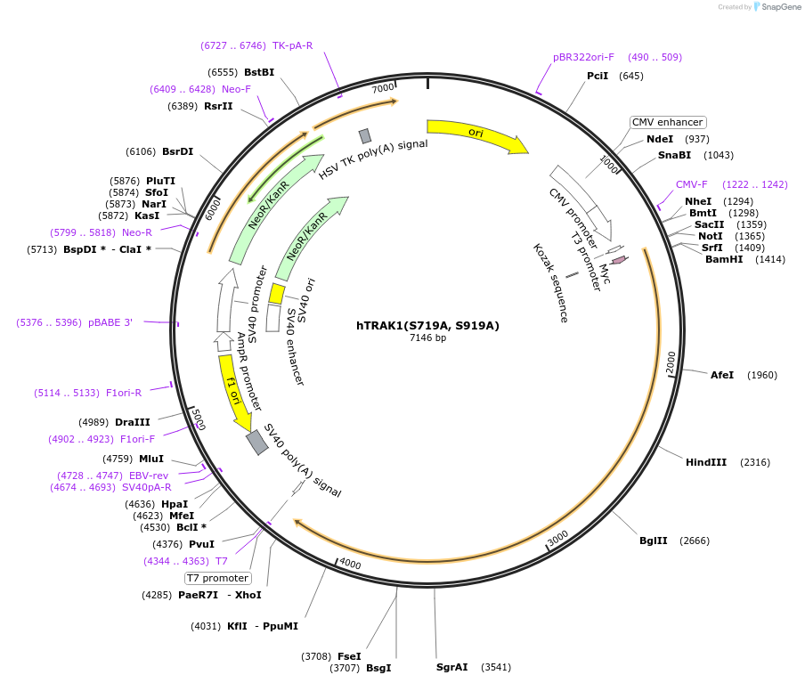 225226-plasmid-map-sequence-id-452463