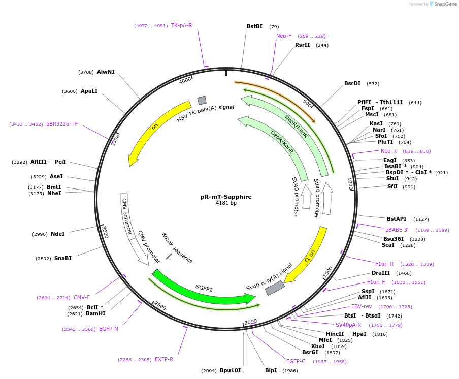 228597-plasmid-map-sequence-id-452465