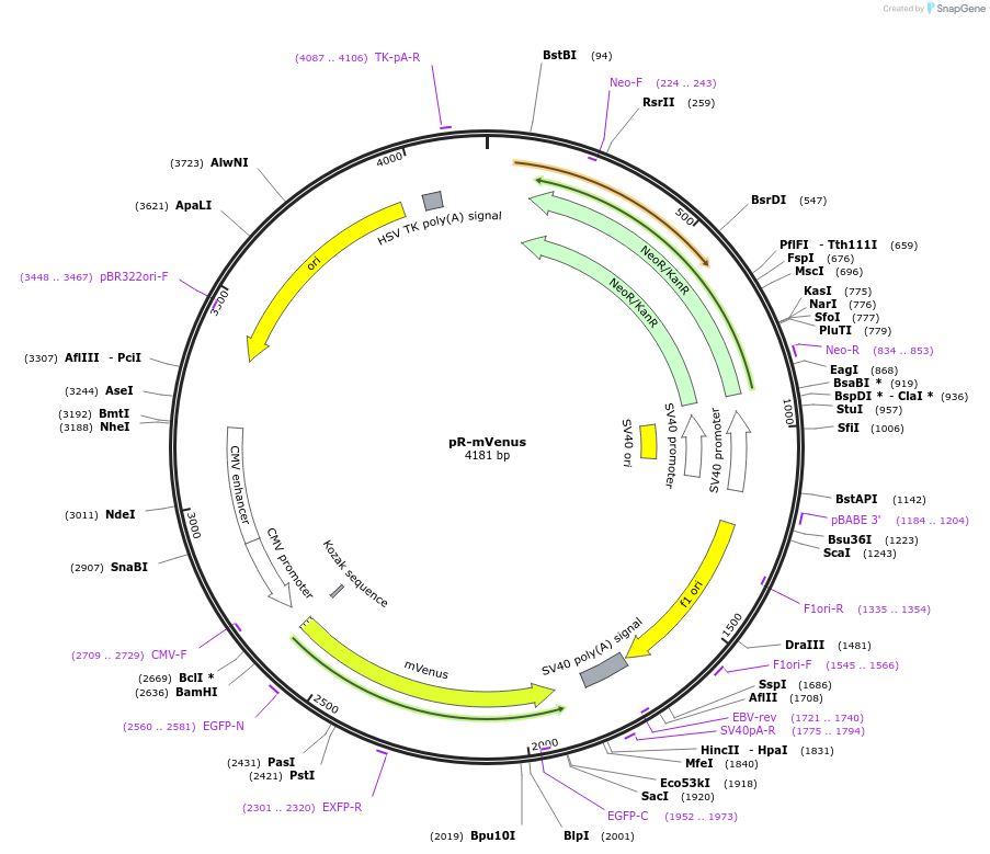 228606-plasmid-map-sequence-id-452468