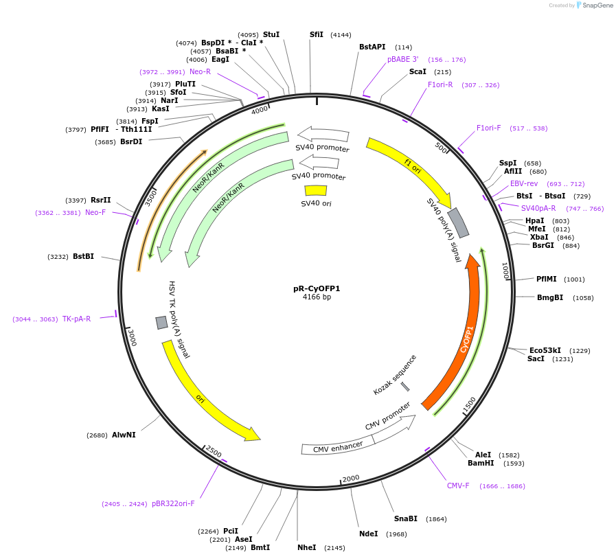 228604-plasmid-map-sequence-id-452470