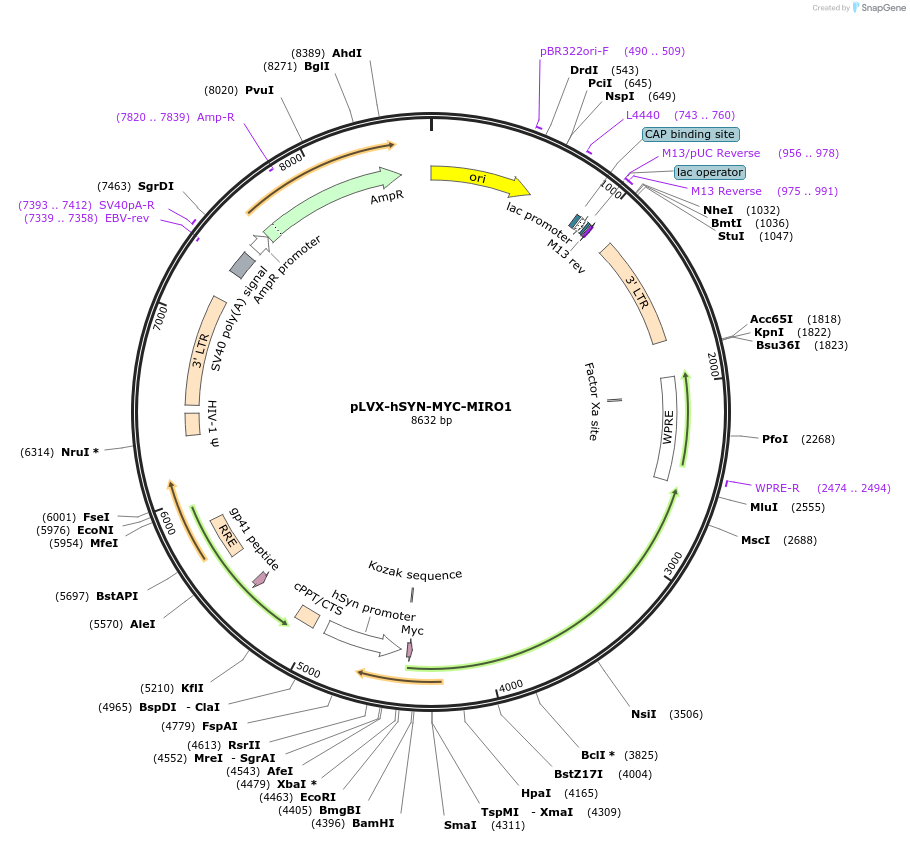 219577-plasmid-map-sequence-id-452472