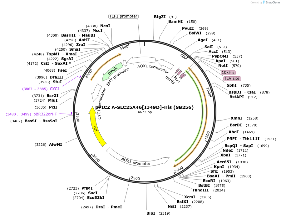 227605-plasmid-map-sequence-id-452477