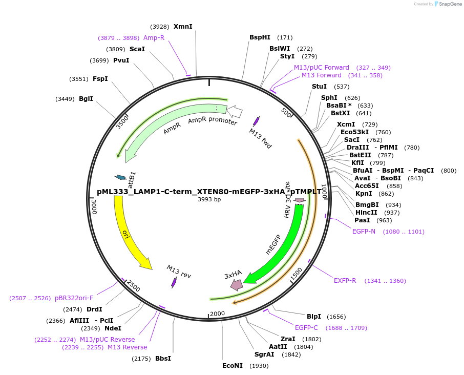 227898-plasmid-map-sequence-id-452479