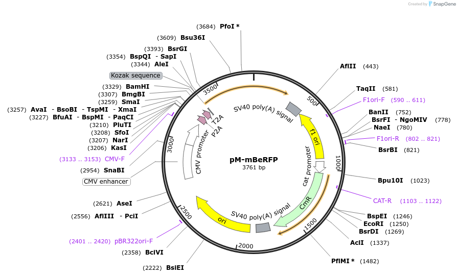 228620-plasmid-map-sequence-id-452483