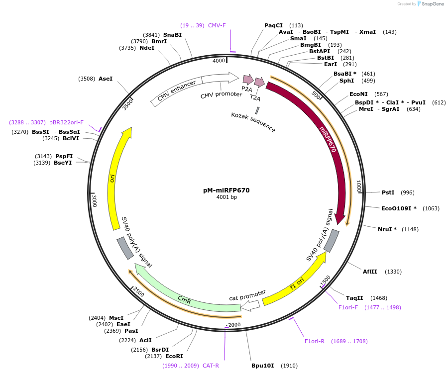 228631-plasmid-map-sequence-id-452485