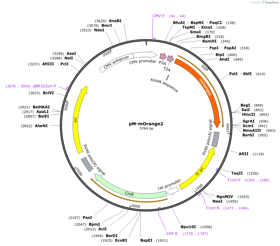 228627-plasmid-map-sequence-id-452490