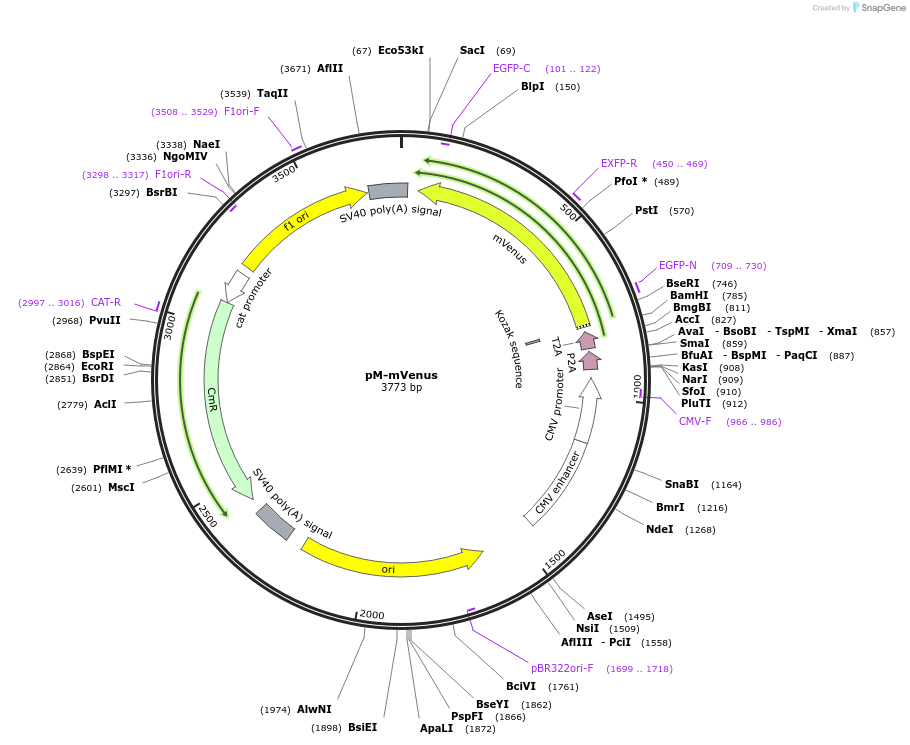 228625-plasmid-map-sequence-id-452491