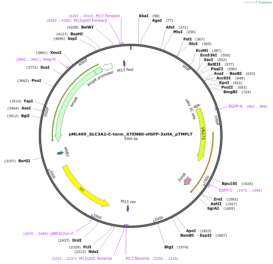 227913-plasmid-map-sequence-id-452493