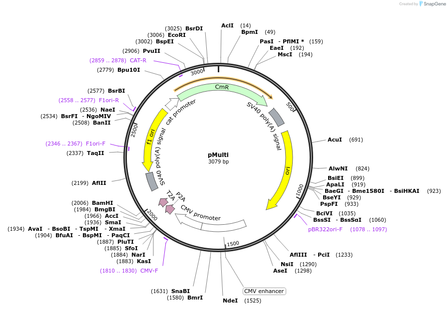 228613-plasmid-map-sequence-id-452496