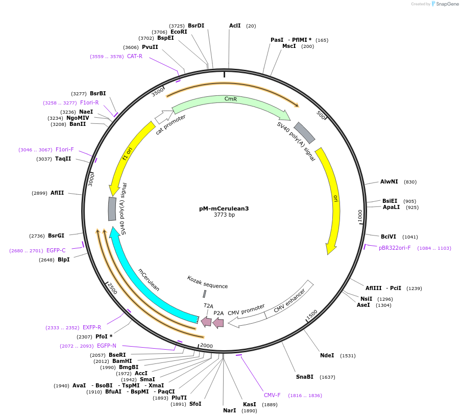 228618-plasmid-map-sequence-id-452498