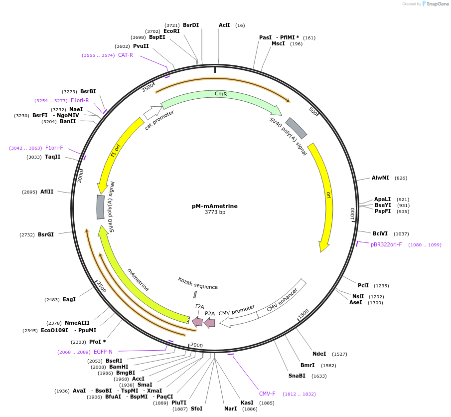 228617-plasmid-map-sequence-id-452499